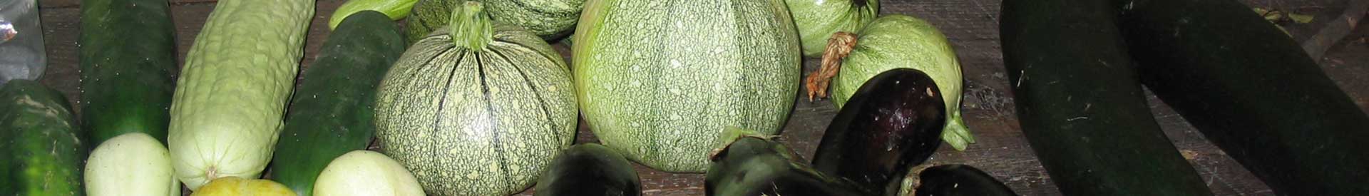 courgettes-Variete.jpg