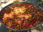 Le potager dun curieux